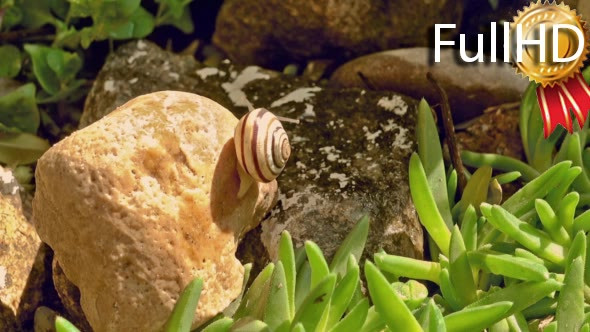 Garden Snail Crawls Over the Pebbles