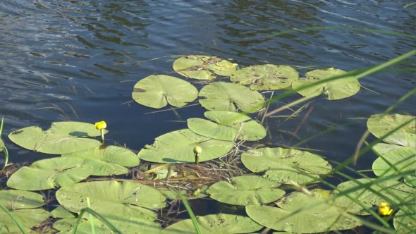 Yellow Water-Lilies and Green Leaves in the Water