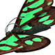 Butterfly Flapping Wings 3D Model - 3DOcean Item for Sale