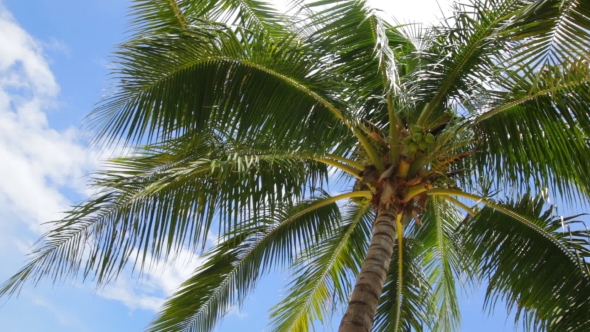 Coconut Palm Tree on Beautiful Tropical Beach