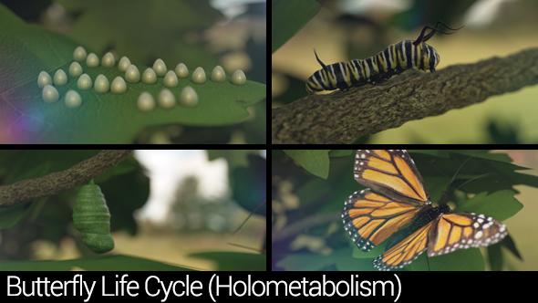 Butterfly Life Cycle (Holometabolism)