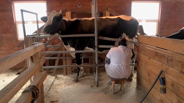 Milkmaid Milking Cow at Dairy Farm