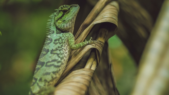 Lizard with Stump, Calotes Emma on Banan Leaf, Krabi, Thailand.