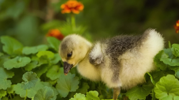 Cute Gosling in Green Grass