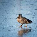Small speckled duck walking on ice - PhotoDune Item for Sale