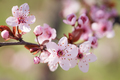 Blooming plum tree. - PhotoDune Item for Sale