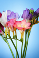 Flowers of freesia on a blue background - PhotoDune Item for Sale