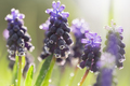 Purple hyacinth flowers in dew - PhotoDune Item for Sale