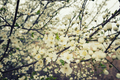Flowering plum branches - PhotoDune Item for Sale