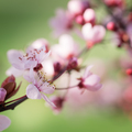 Blooming plum tree. - PhotoDune Item for Sale