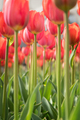 Lovely red tulips in green foliage - PhotoDune Item for Sale