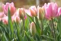 Pink tulips in green foliage - PhotoDune Item for Sale