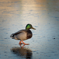 Beautiful duck walks on the frozen lake - PhotoDune Item for Sale