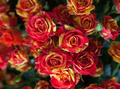 Roses with red - yellow petals - PhotoDune Item for Sale
