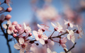 Flowering branch of plum - PhotoDune Item for Sale