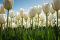White high tulips in green foliage - PhotoDune Item for Sale
