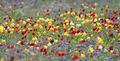 Wild tulips of red and yellow in green grass - PhotoDune Item for Sale