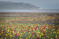 Wild tulips of red and yellow in green grass - PhotoDune Item for Sale