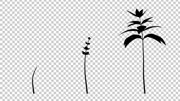 Growing Flower Silhouette alt