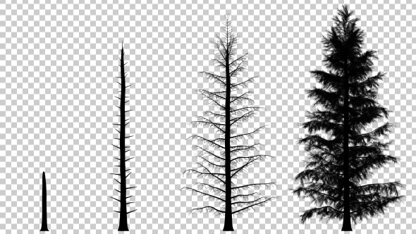 Growing Pine Tree Silhouette