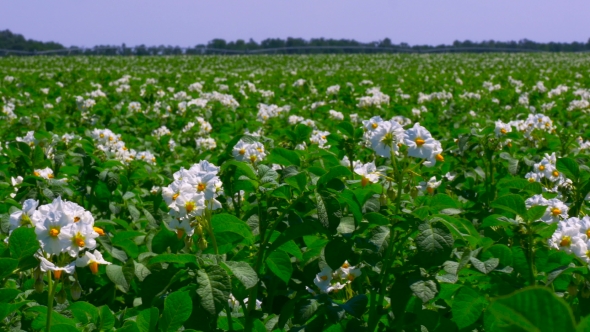 Green Field of Flowering Potatoes. Young Potatoes Before Harvesting