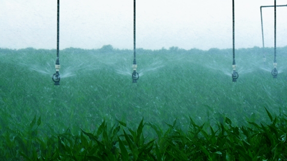 Watering the Cornfield with a Sprinkler