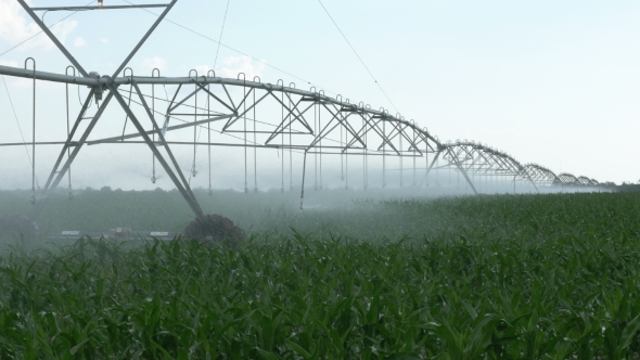 Watering the Cornfield with a Sprinkler. Automatic Watering System.