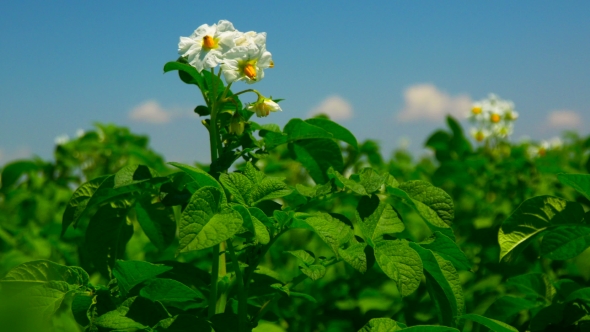 Green Field of Flowering Potatoes