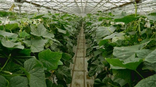 Growing Cucumbers in the Greenhouse By Method of Drip Irrigation