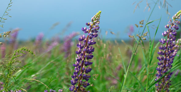 Lupinus