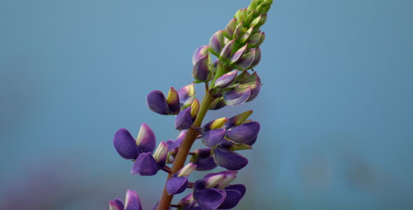 Lupine