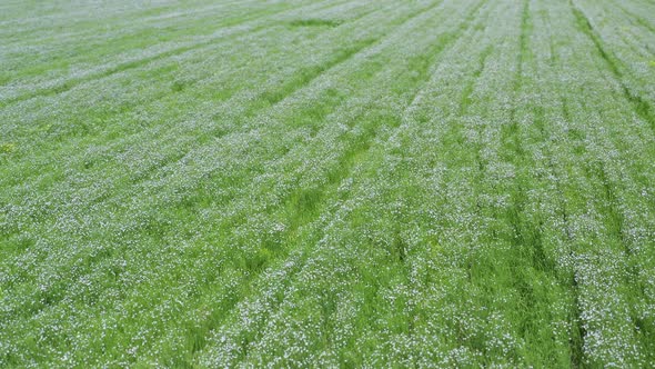 Aerial View of a Flowering Flax Field