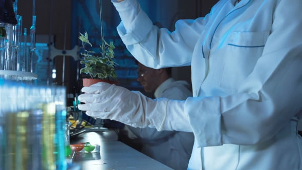 Scientist Doing Experiments on a Plant