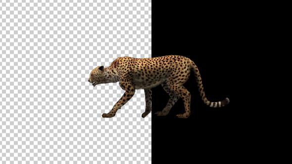 Cheetah Walking Animation alt