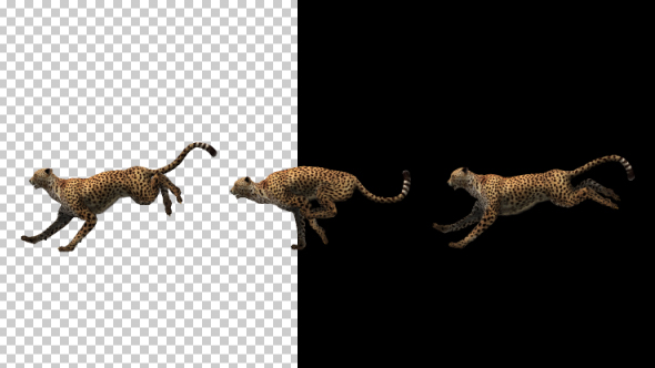 Cheetah Running alt