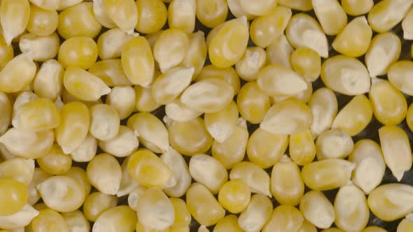 Popcorn Seeds