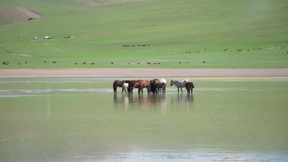 Free Herd of Wild Horses in Natural Lake Water