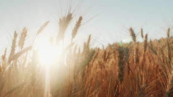 Spikelets of Wheat Prick in the Wind. The Setting Sun Shines Through the Wheat.   Video