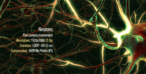 Neurons