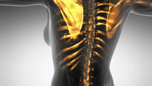 Human Body with Visible Skeletal Bones alt