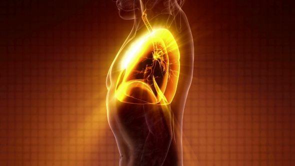 Human Body with Visible Lungs alt