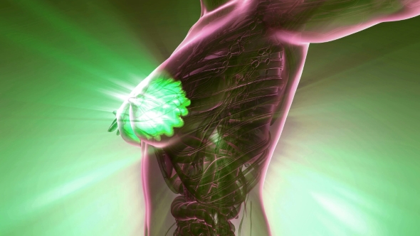 Human Body with Visible Glow Mammary Gland alt