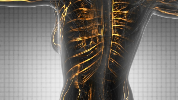Human Body with Glow Blood Vessels alt