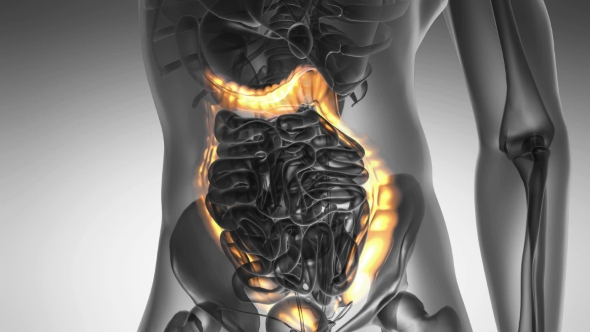 Anatomy Scan of Human Colon alt