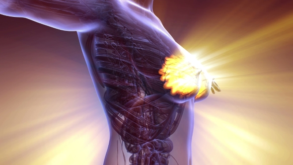 Human Body with Visible Glow Mammary Gland alt