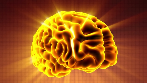 Anatomy of Human Brain alt