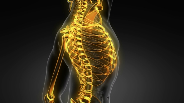 Human Body with Visible Skeletal Bones alt