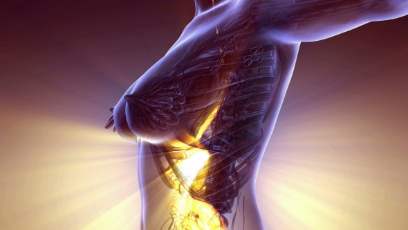 Human Body with Visible Digestive System alt