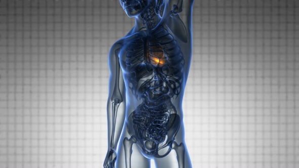 Anatomy Scan of Human Heart alt