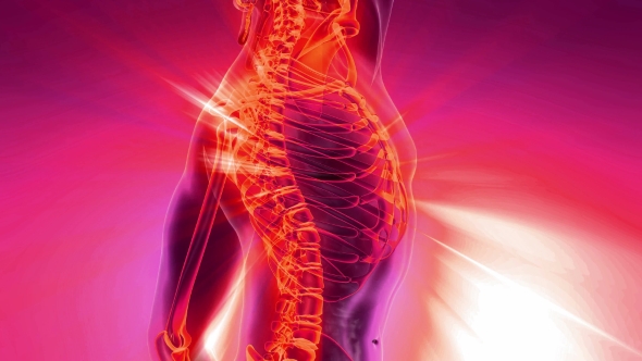 Human Body with Visible Skeletal Bones alt